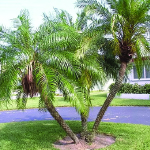 Pygmy Date Palm